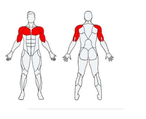 Herkules Bodybuilding Chest Press