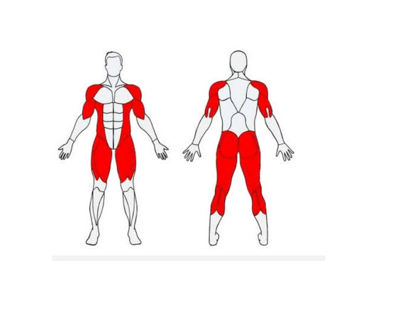 Herkules Bodybuilding Dead Lift